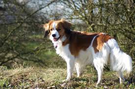 The Kooikerhondje Or Kooiker Hound Is A Small Spaniel Type Breed Of Dog Of Dutch Ancestry That Was Originally Used As A Working D Dogs Beautiful Dogs Pet Dogs