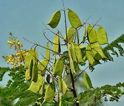 Image result for Caesalpinia sappan