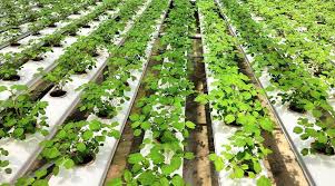 Chứng nhận của Vitec Farm - VITEC FARM'S BRING GREEN AND TECH TO VIETNAM  AGRICULTURE