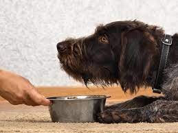Pet Food Is An Environmental Disaster Are Vegan Dogs The Answer Vegetarianism The Guardian