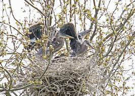 Birds Native To Northeast Ohio Baby Great Blue Herons Photo By Volunteer Jerry Cannon At Bath Road Heronry Near Hampton Hills Metro Park Common Birds Heron Photo Blue Heron