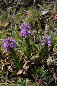 Image result for Polygala arenicola