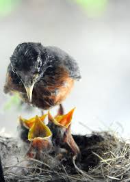 But a lot of times it ends up doing more harm than good. at atlanta wild animal rescue effort, she's seen babies with food in their lungs from improper feeding. Feeding Baby Birds A Robin Returns To Her Nest To Feed 3 N Flickr