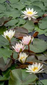Water Lilies Water Lilies Lily Plants Water Lilies Painting