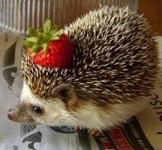 Hedgehog Crown Berry Nice Hedgehog Habitat Hedgehog Cute Animals
