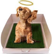 Il ne vous restera qu'à ramasser. Litiere Pour Chien Des Toilettes A Toutou Vie De Wouf