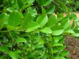 Image result for Scutia myrtina