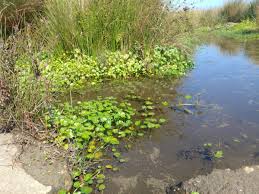 Image result for Hydrocotyle ranunculoides