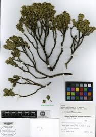 Image result for Buxus acutata