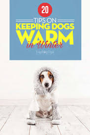 The puppy was shivering coldly on the side of the road. Keeping Puppies Warm Online Shopping