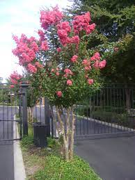 Having flowering trees in your garden is a great way to add height to the space. Buy Flowering Trees In Tampa Brandon Apollo Beach Riverview