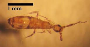 Unlike other pest, this flea does not have wings which they only able to jump around from surface to another surface. Tiny Bathroom Bugs Willowsia Nigromaculata Bugguide Net