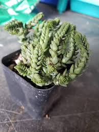 Image result for Crassula schimperi
