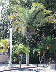 Image result for Dypsis decaryi