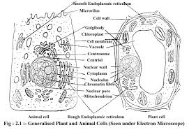 On the rough endoplasmic reticulum, ribosomes play an important role in the assembly of proteins. Structure And Nature Of Living Cell