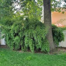 Image result for Lagenaria rufa