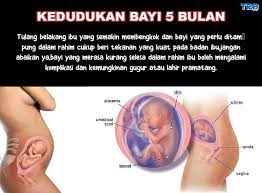Dengan teknologi yang ada sekarang, jantina bayi dalam kandungan boleh diketahui seawal umurnya 4 bulan. Gambar Kedudukan Bayi Hamil Ibu Wanita Dunia Si Manja Facebook