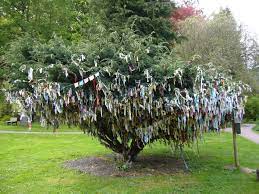 Samye Ling Monastery The Cloutie Tree Wellness Yoga Living Tree