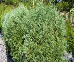 Image result for Callitris