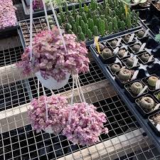 Its super cute with its pink and green leaves and on top of that its really easy to grow! Callisia Repens Pink Lady Can Be Crystal Star Nursery