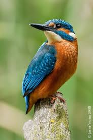 Common Kingfisher Yalicapkini Kus Resimleri Ve Hayvanlar