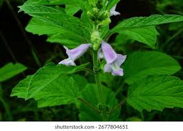 Image result for Pedaliaceae