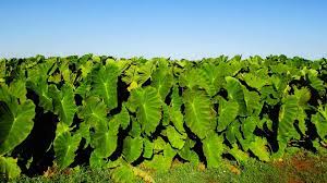 2021 Can Dogs Eat Taro Is Taro Safe For Dogs