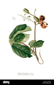 Image result for Sterculia subviolacea