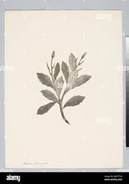 Image result for Gynura pseudochina