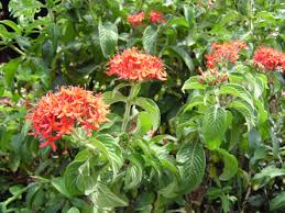 Image result for Pentas bussei