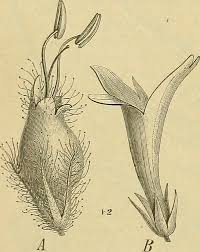 Image result for Brachystephanus holstii