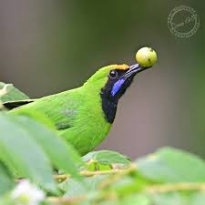 Image result for Chlorophytum subpetiolatum