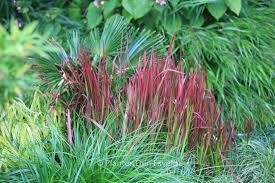 Image result for Imperata