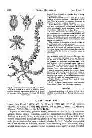 Image result for Laurembergia