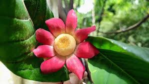 Image result for Uvaria