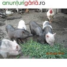 Radovanu calarasi telefon validat azi. Porci Si Purcei Vietnamezi Agricultura Animale Din Lehliu Gara Calarasi