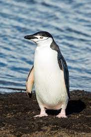 Penguins make their first appearance in the original animated short, wherein pen (known as finn in the main series) and jake use them as snowboards. Chinstrap Penguin Wikipedia