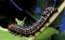 Identifying Australian Caterpillars