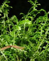 Image result for Selaginella shabaensis