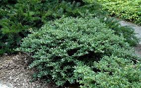 I was so happy with the first 6 boxwood shrubs i ordered i ordered 6 more the last 6 i received i only received 4 contacted home. Pin On Home Foundation Shrubs