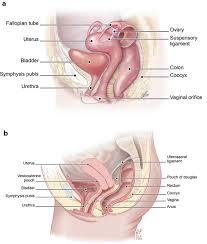 This pathway consists of the following: Overview Of The Female Reproductive System Springerlink