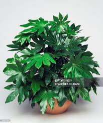 Image result for Araliaceae