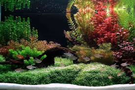 Webster defines aquascape as either a scenic body of water or an area having a natural or constructed aquatic feature. Zen Aquascape