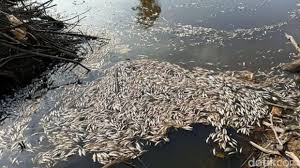 Mandi di sungai pedalaman kalimantan desa sempatung. Ribuan Ikan Mati Di Sungai Jambi Diduga Diracun Dprd Minta Polisi Usut