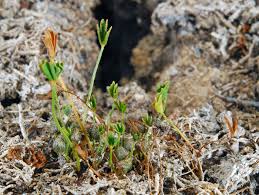 Image result for Marsilea aegyptiaca