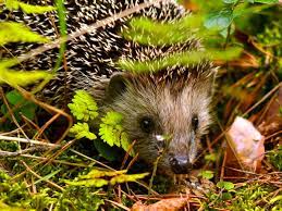 Pro igel, the association for integrated nature conservation in germany is a nationwide association active throughout germany which advocates conservation of the native hedgehog ( erinaceus europaeus linné 1758 ). In Diesem Garten Fuhlen Sich Igel Wohl Selbermachen De