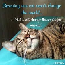 pin by elyce ford on cats cats cat quotes cute cats