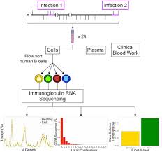 This study demonstrates that longitudinal ipop can be used to interpret healthy and diseased states by connecting genomic information with . Deep Characterization Of The Human Antibody Response To Natural Infection Using Longitudinal Immune Repertoire Sequencing Molecular Cellular Proteomics