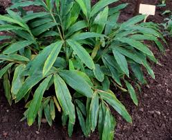 Ingwer durch knollen selber heranziehen. Ingwer Zingiber Officinale Garten Wissen