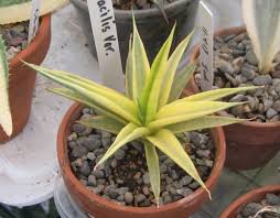 Image result for Laggera gracilis